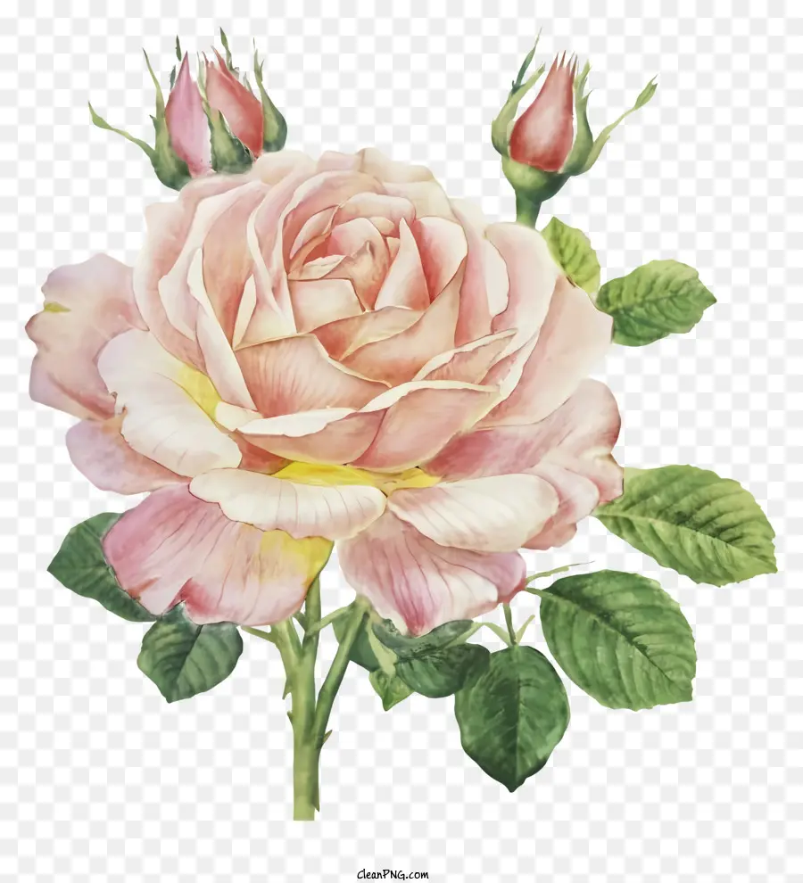 Kartun，Pink Rose PNG