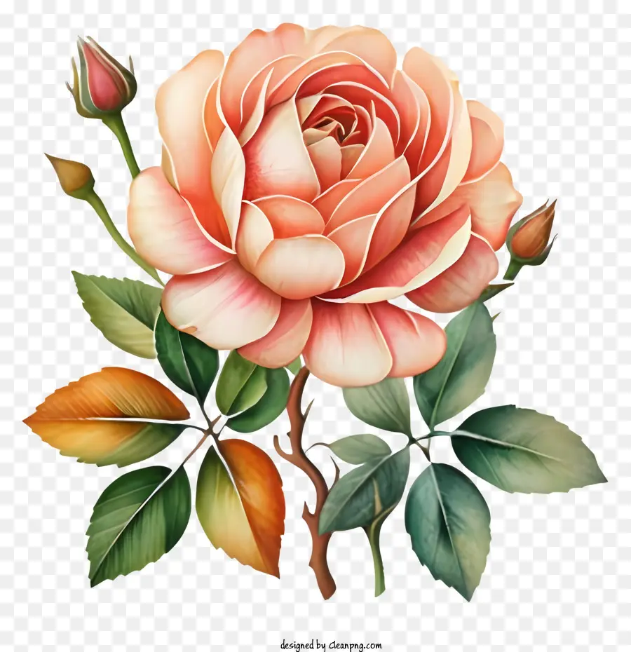 Kartun，Pink Rose PNG