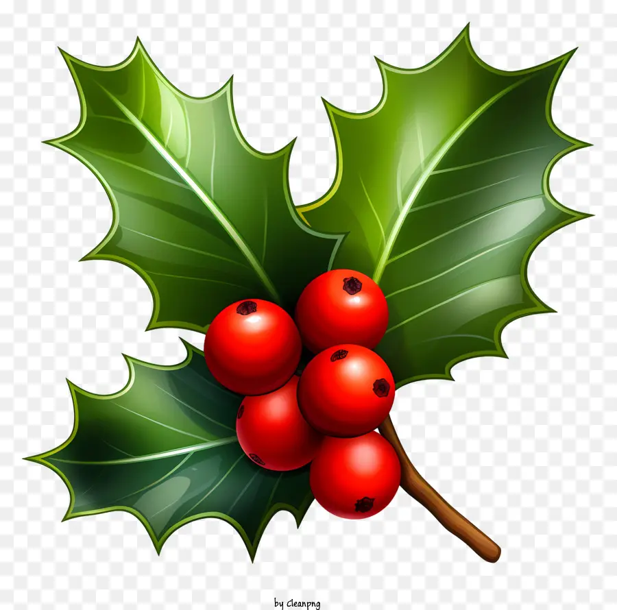 Holly Natal，Holly Berry PNG