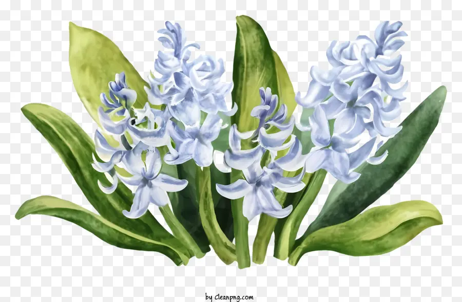 Kartun，Bunga Hyacinth PNG