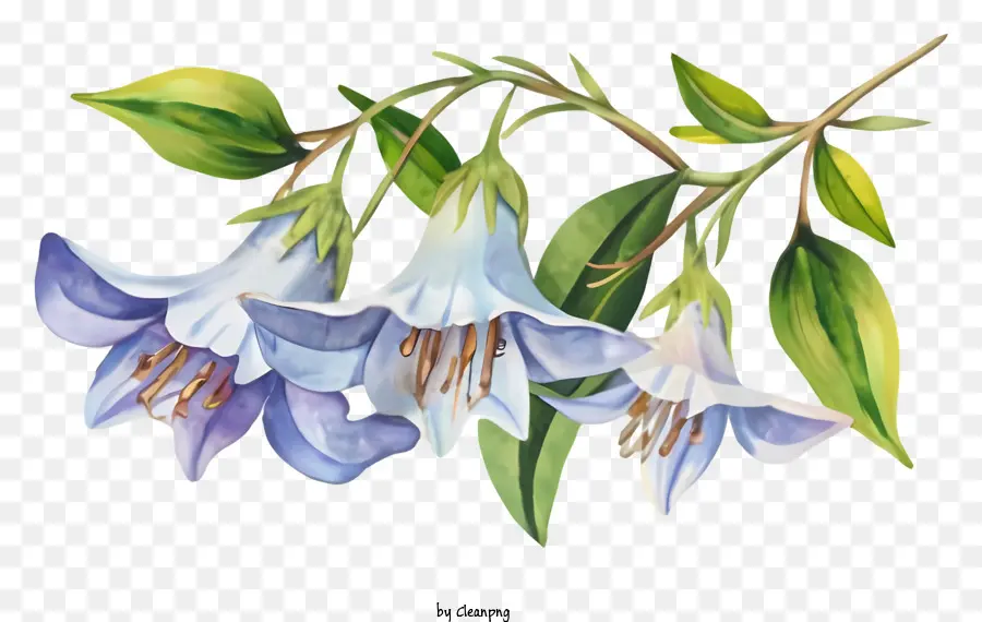 Kartun，Bunga Bunga Biru PNG