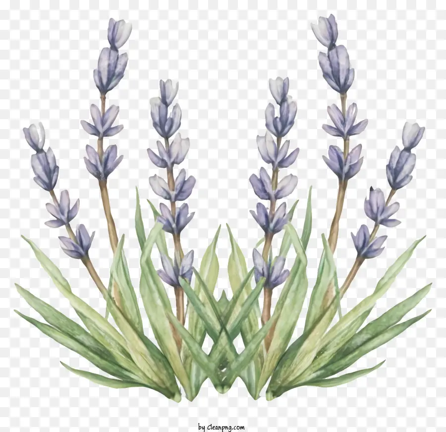 Kartun，Lavender Buket PNG