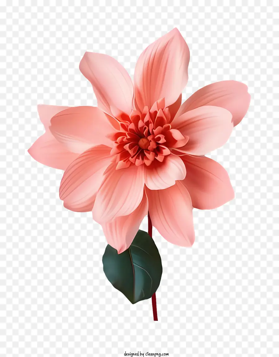 Bunga Merah Muda，Batang Hijau PNG