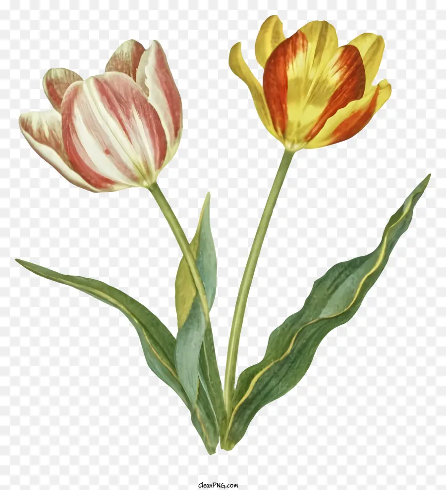 Kartun，Tulip Merah Muda PNG