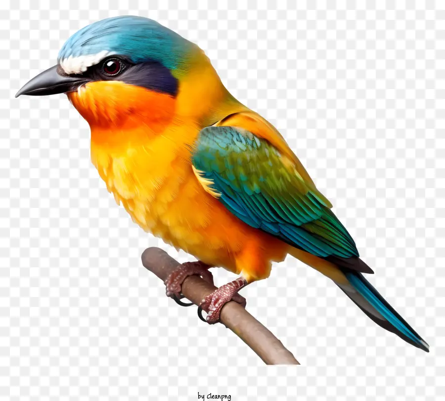 Burung Yang Realistis，Burung PNG