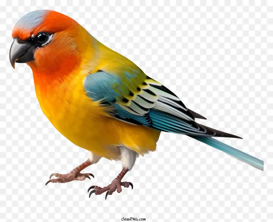 Burung 3d Yang Realistis，Warna Warni Burung PNG