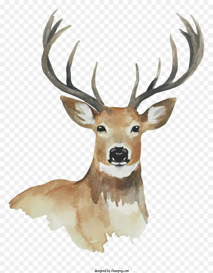 Kartun，Brown Deer PNG
