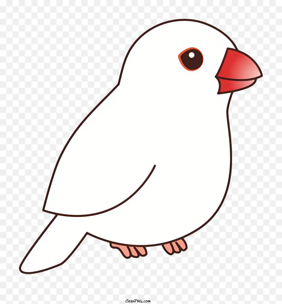 Burung Putih，Paruh Merah PNG