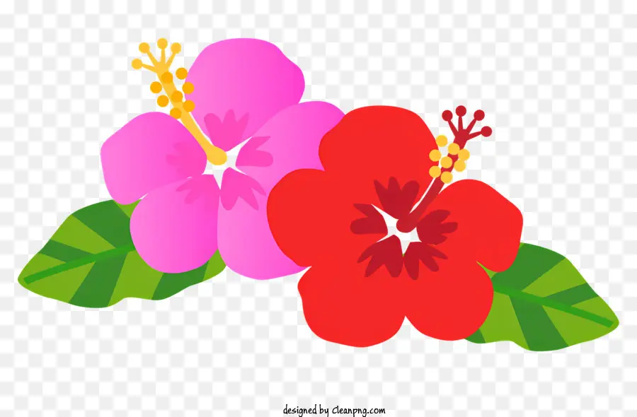 Bunga Kembang Sepatu，Kembang Sepatu Merah PNG