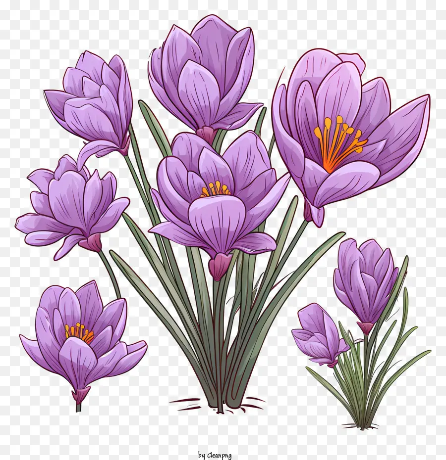 Crocus Yang Digambar Tangan，Bunga Ungu PNG