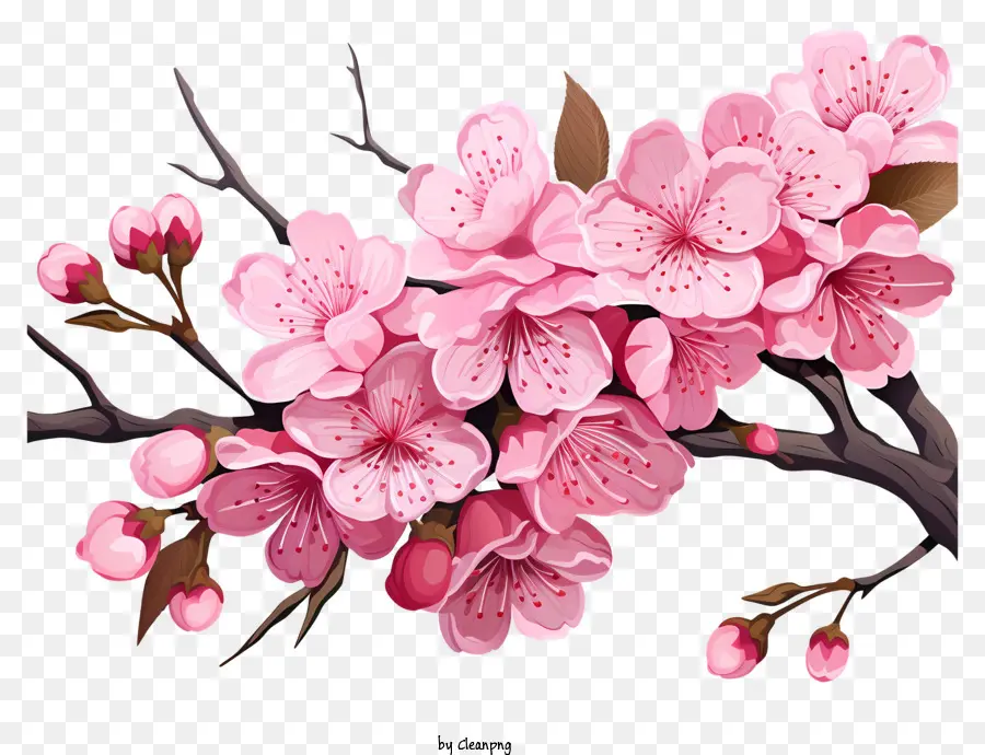 Cabang Cherry Sakura Dengan Bunga Mekar，Pohon Sakura PNG