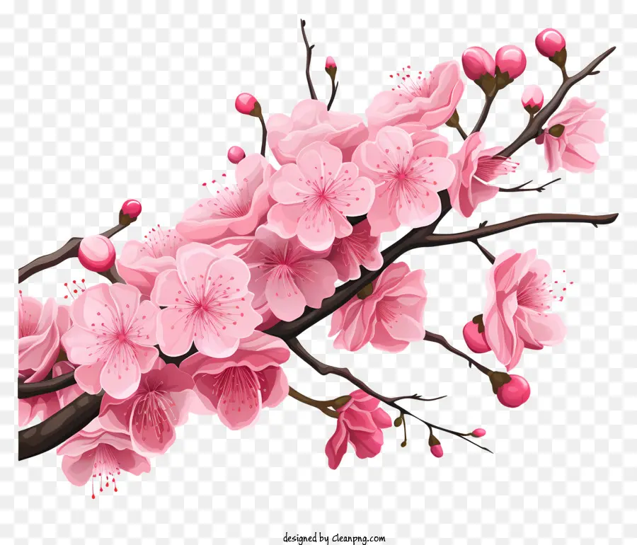 Cabang Cherry Sakura Dengan Bunga Mekar，Sakura PNG
