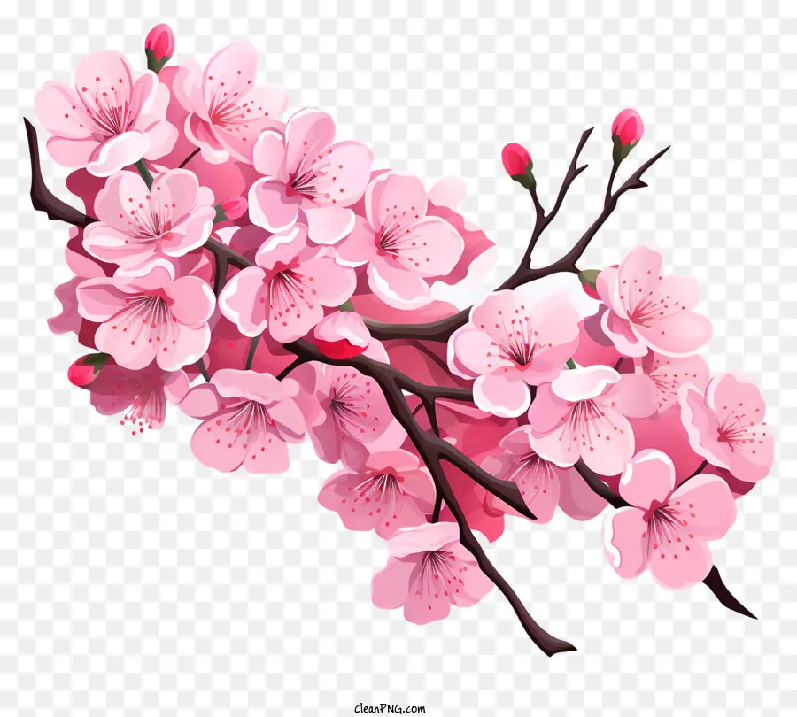 Cabang Cherry Sakura Dengan Bunga Mekar，Pohon Bunga Sakura Merah Muda PNG