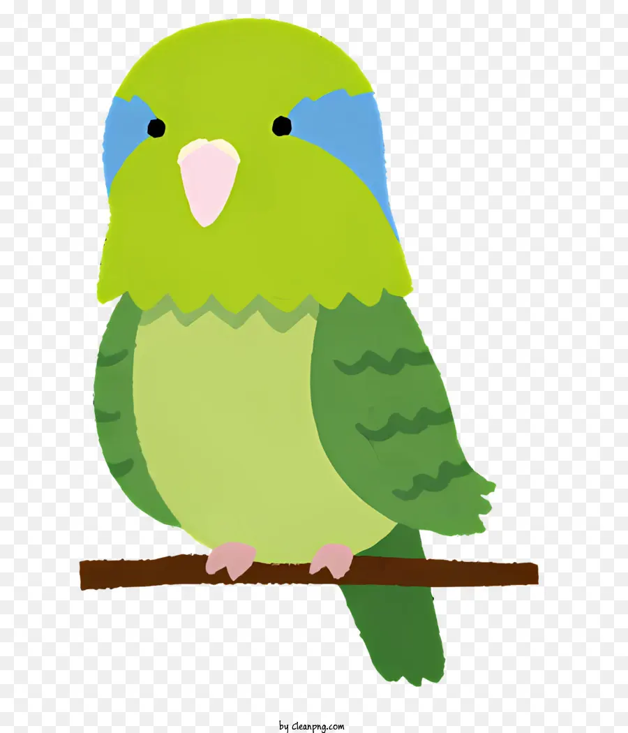 Burung Hijau，Burung Bluefaced PNG