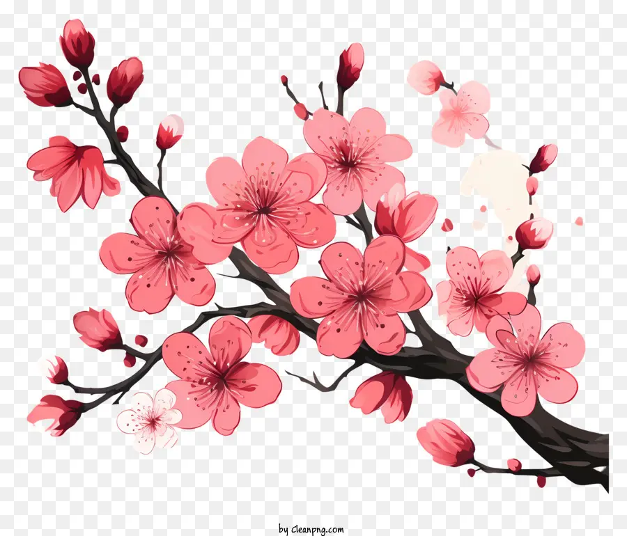 Cabang Dan Bunga Sakura，Pohon Ceri Mekar PNG