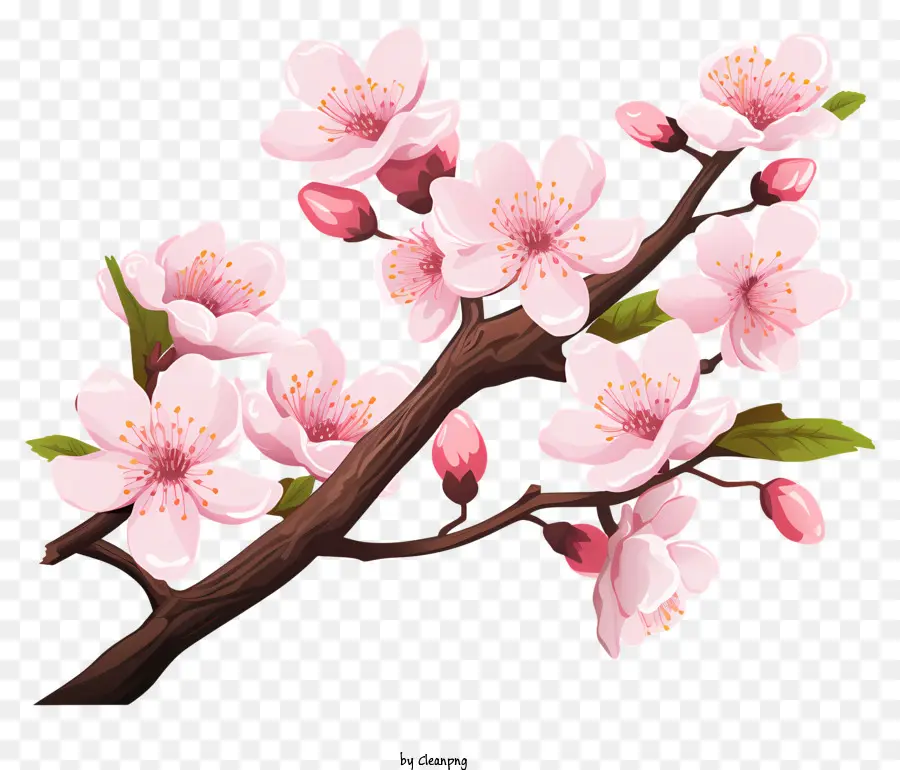 Cabang Cherry Sakura Dengan Bunga Mekar，Pohon Sakura PNG