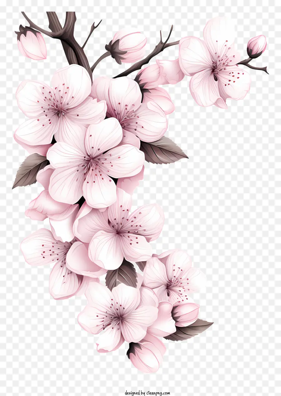 Sketch Style Cherry Branch Blossom，Bunga Sakura PNG