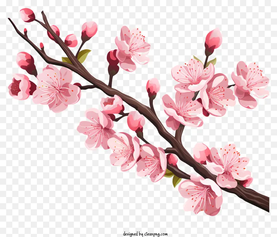 Cabang Cherry Sakura Dengan Bunga Mekar，Bunga Sakura PNG