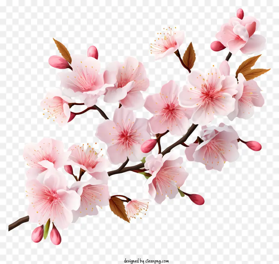 Bunga Cabang Ceri Gaya 3d Realistis，Sakura Mekar PNG