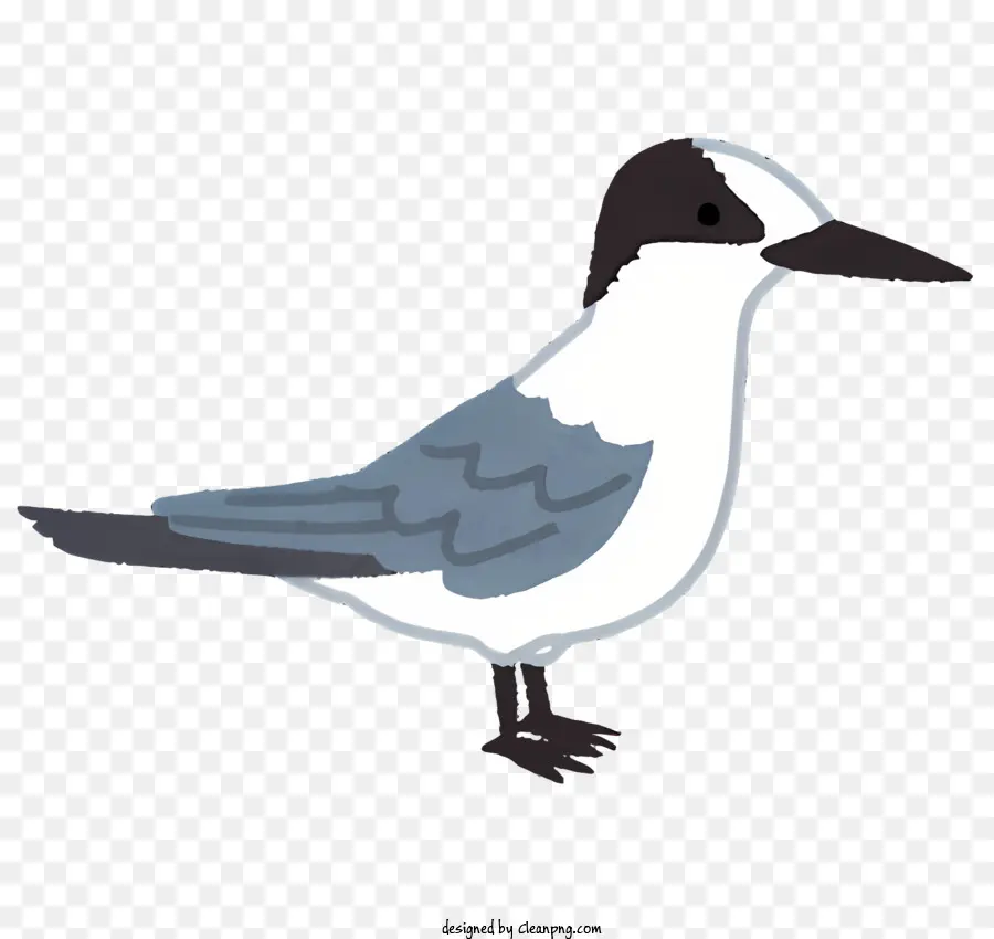 Burung Kecil，Paruh Putih PNG