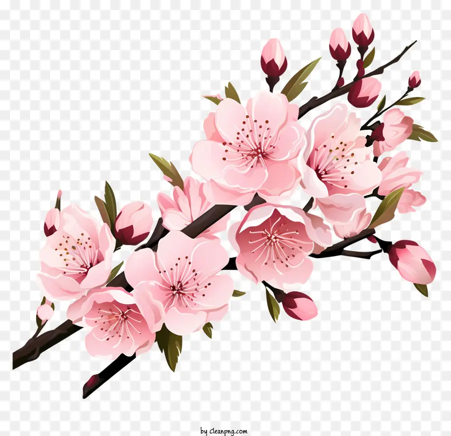 Bunga Cabang Ceri Pastel，Sakura PNG