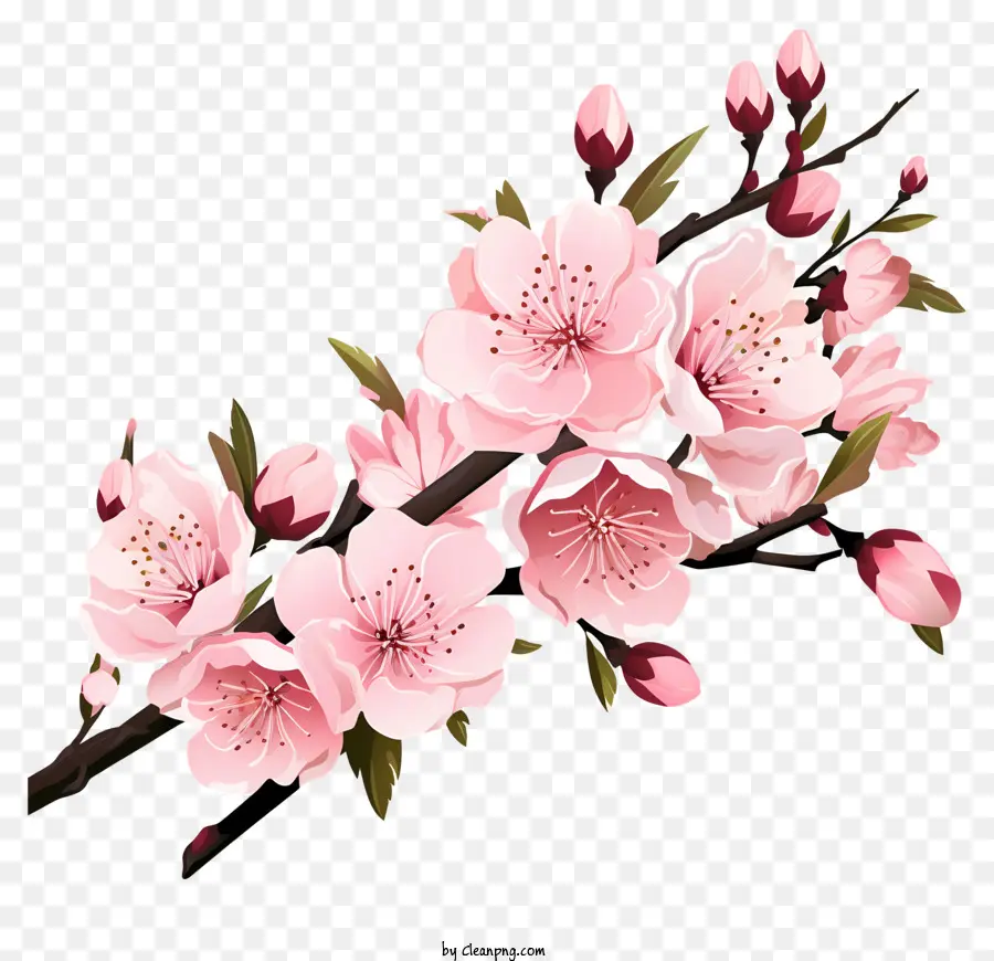 Bunga Cabang Ceri Pastel，Bunga Sakura PNG