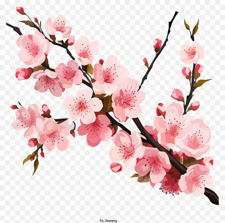 Bunga Cabang Ceri Pastel，Bunga Sakura PNG