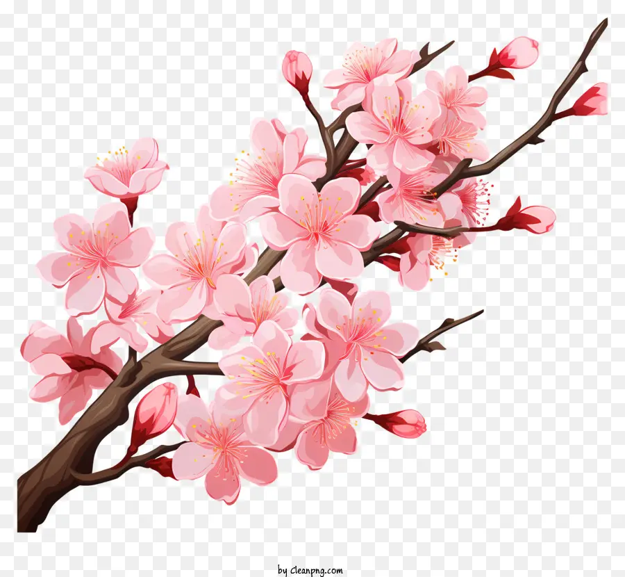 Cabang Cherry Sakura Dengan Bunga Mekar，Cabang Bunga Merah Muda PNG