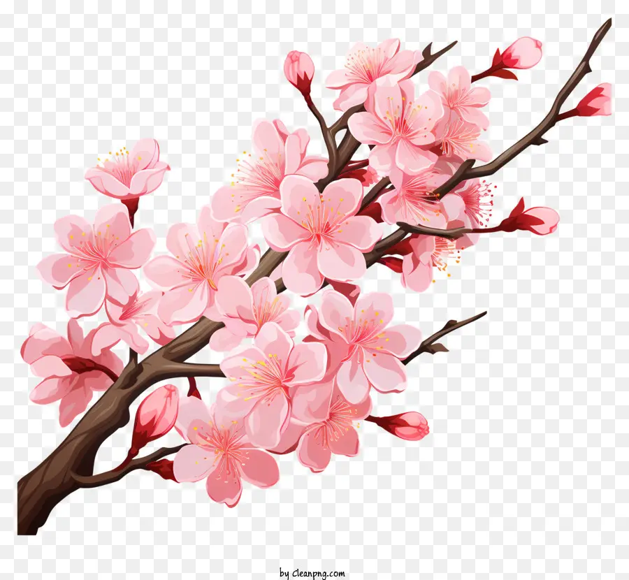 Cabang Sakura Cherry Dengan Bunga Mekar，Bunga Sakura PNG