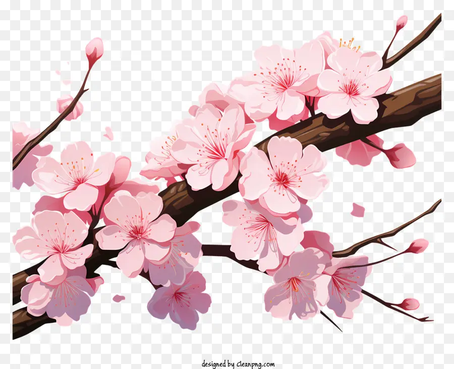 Sakura，Bunga Sakura PNG