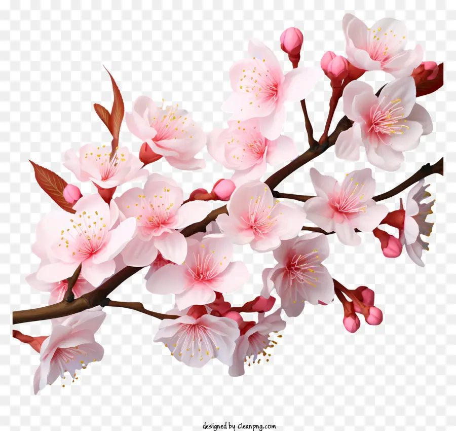 Bunga Cabang Ceri Gaya 3d Realistis，Bunga Sakura PNG