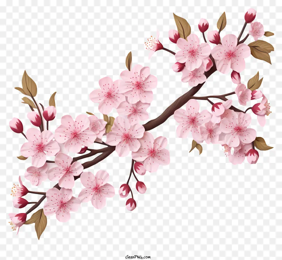 Kertas Kosong Dengan Bunga Sakura，Bunga Sakura PNG