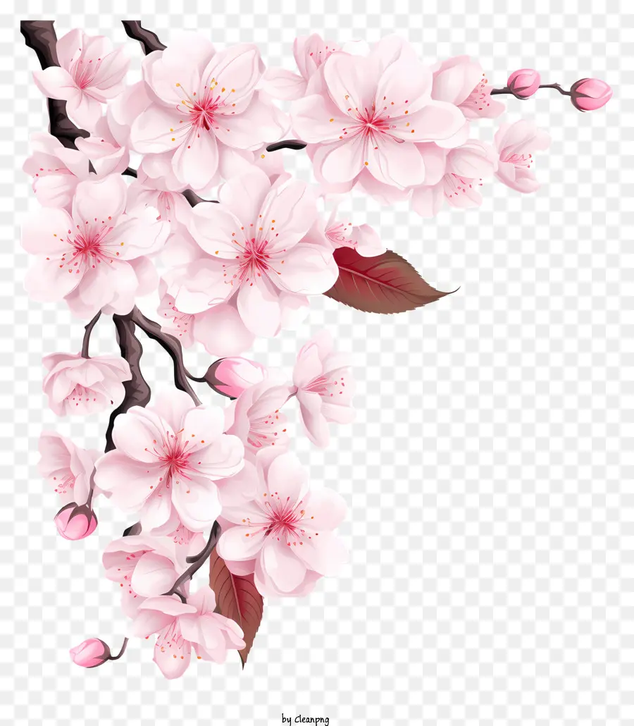 Sketch Style Cherry Branch Blossom，Pohon Sakura PNG