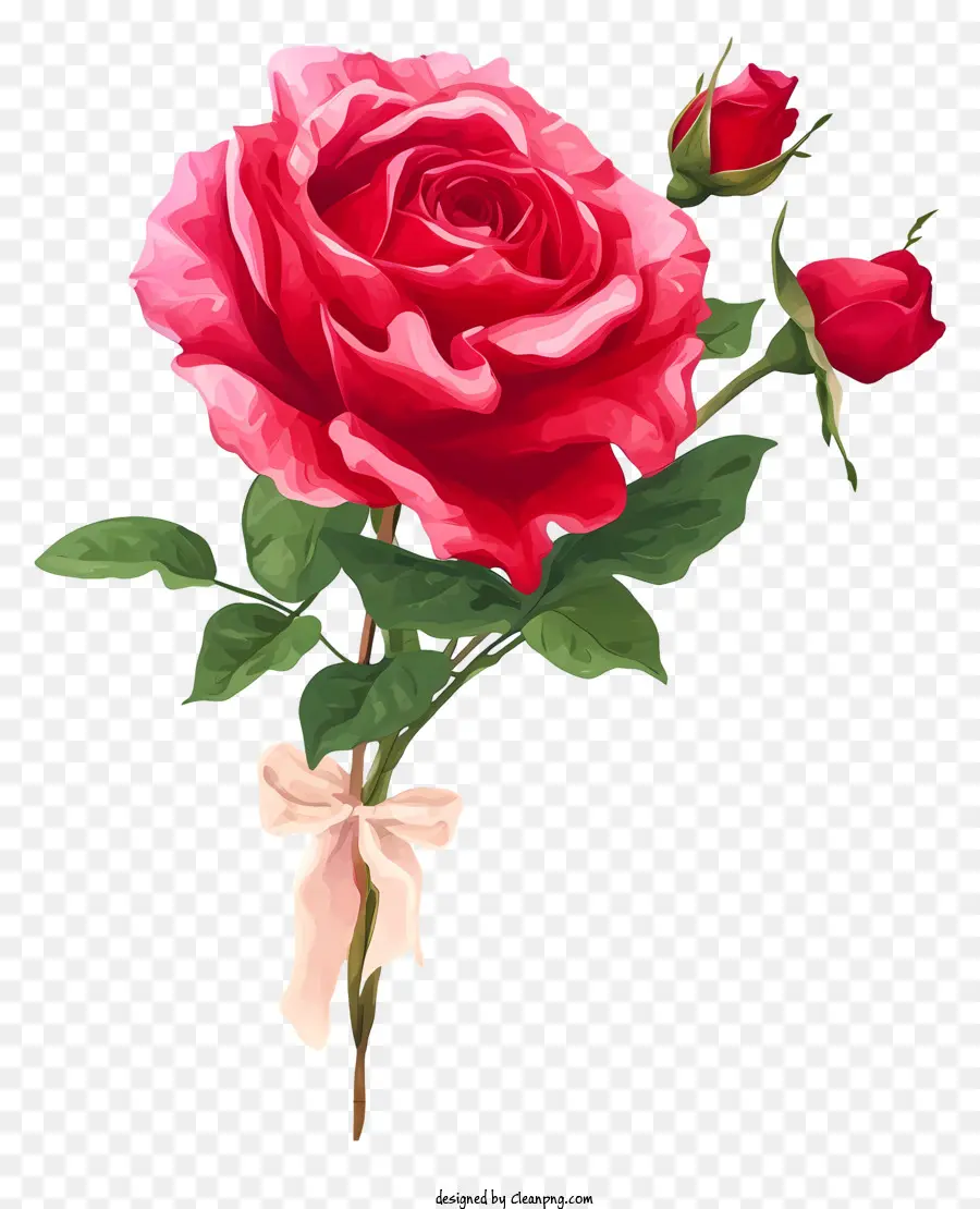 Valentine Rose Illustrate，Mawar Merah PNG