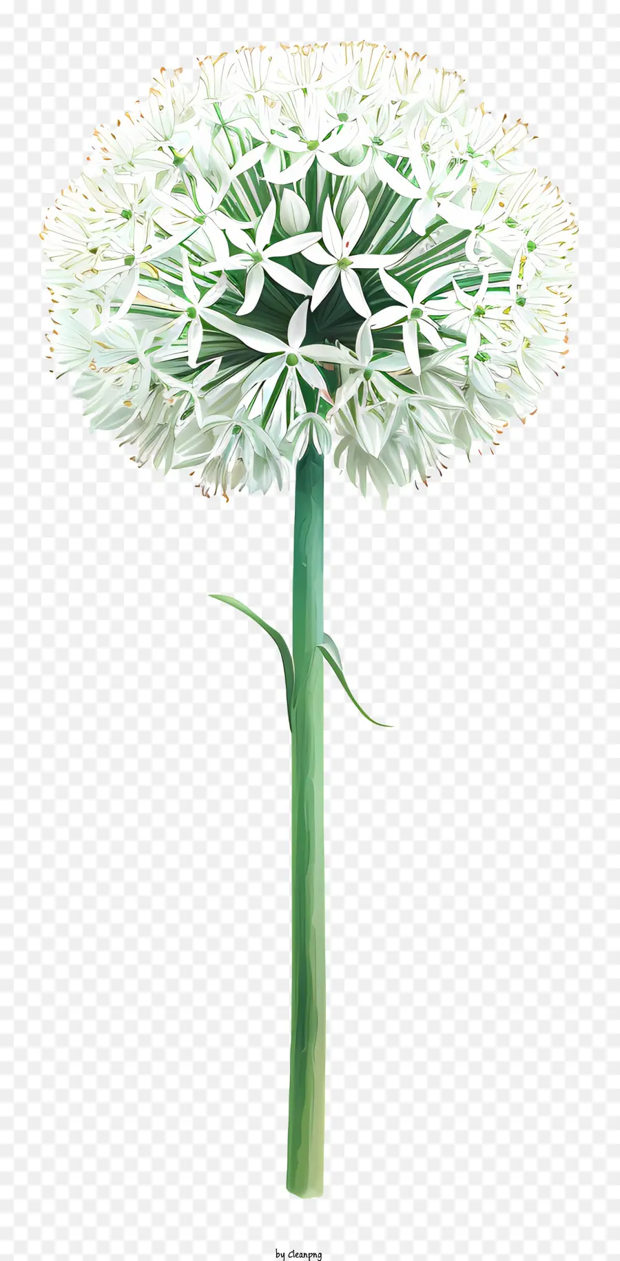 Allium Giganteum，Bunga Allium Putih PNG