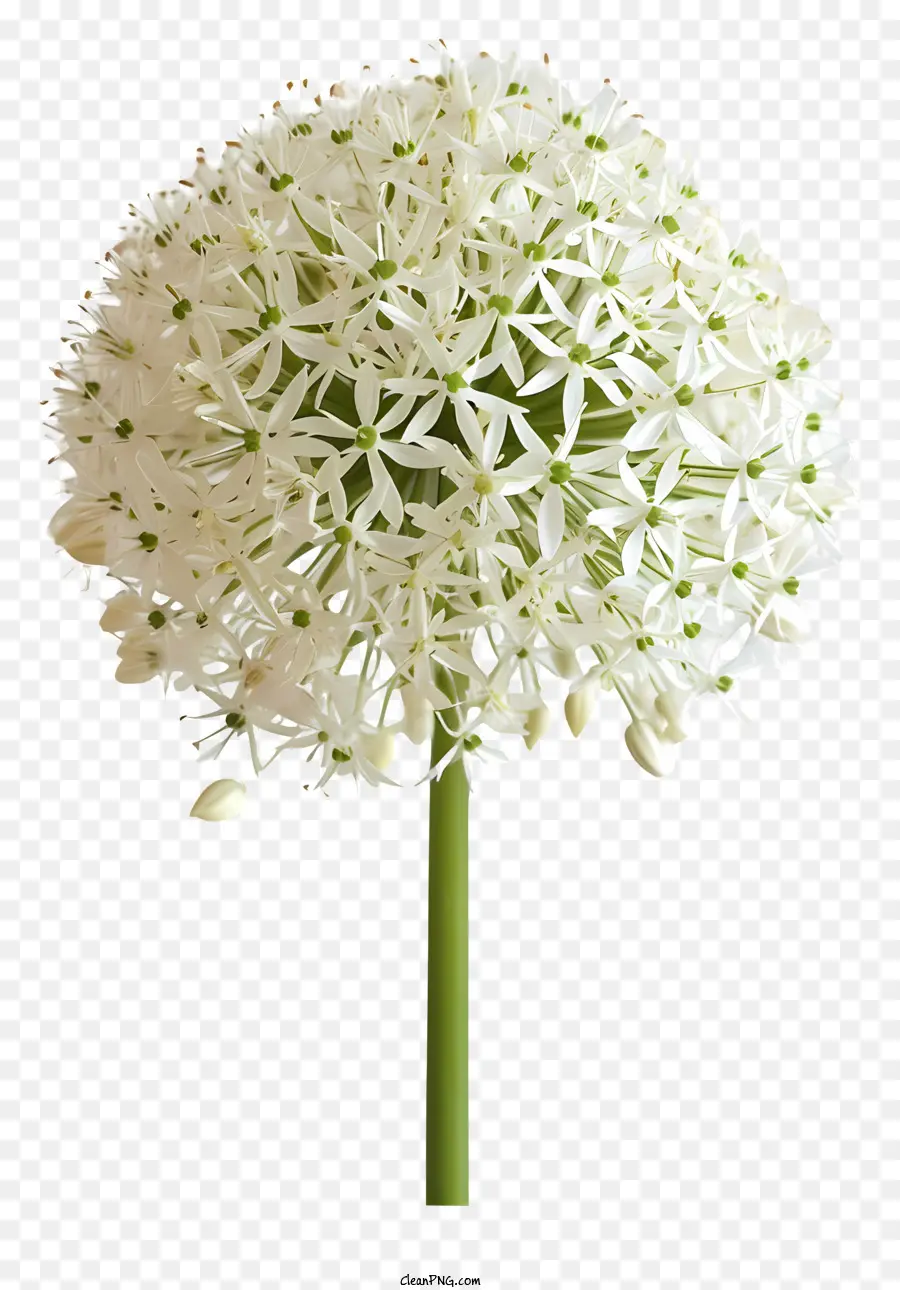 Bawang Putih Raksasa，Bunga Putih PNG