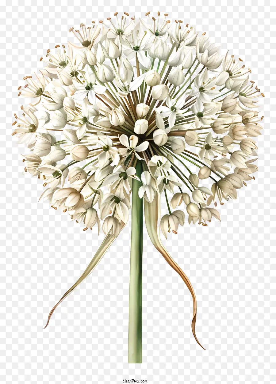 Allium Giganteum，Bunga Putih PNG