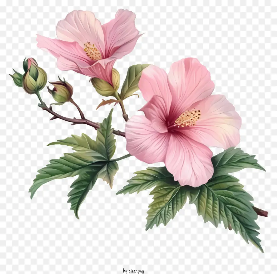 Mawar Saron，Bunga Hibiscus Pink PNG