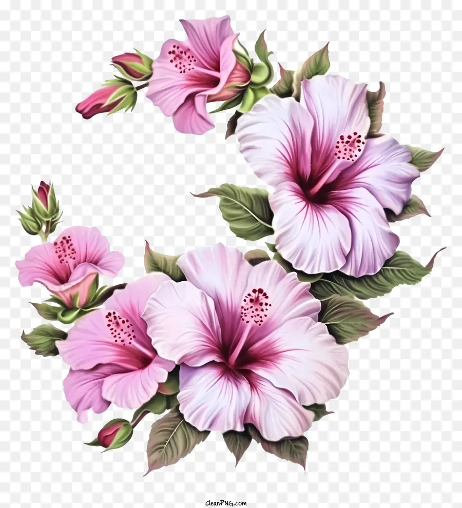 Kartun Rose Of Sharon，Bunga Kembang Sepatu Pink PNG