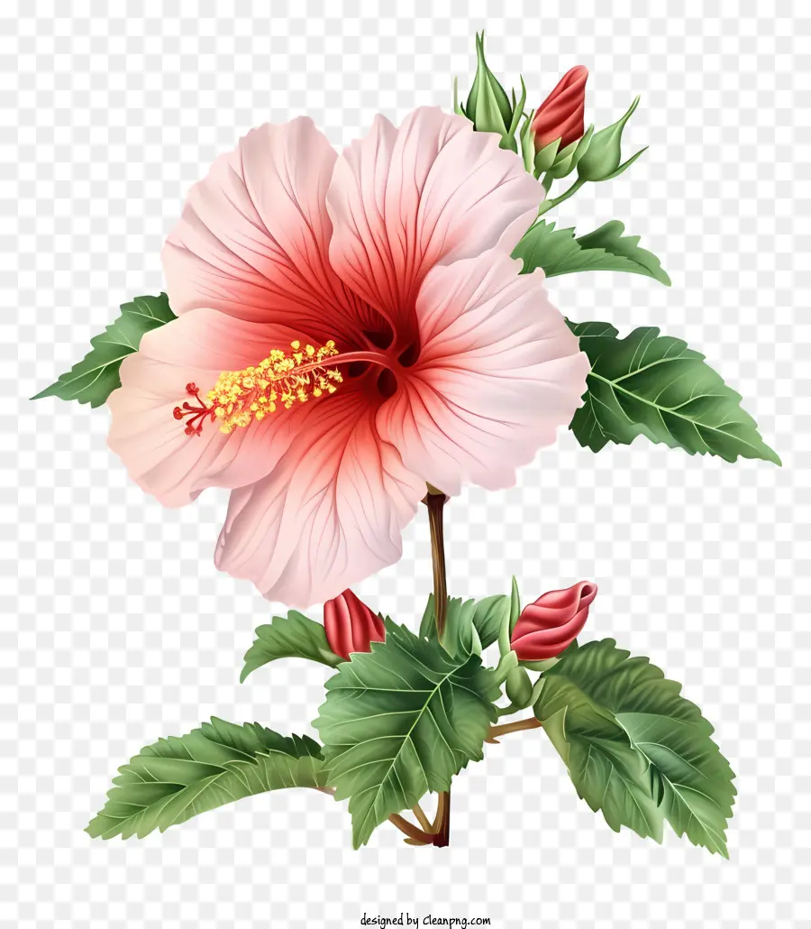 Rose Of Sharon Illustrate，Bunga Hibiscus Pink PNG