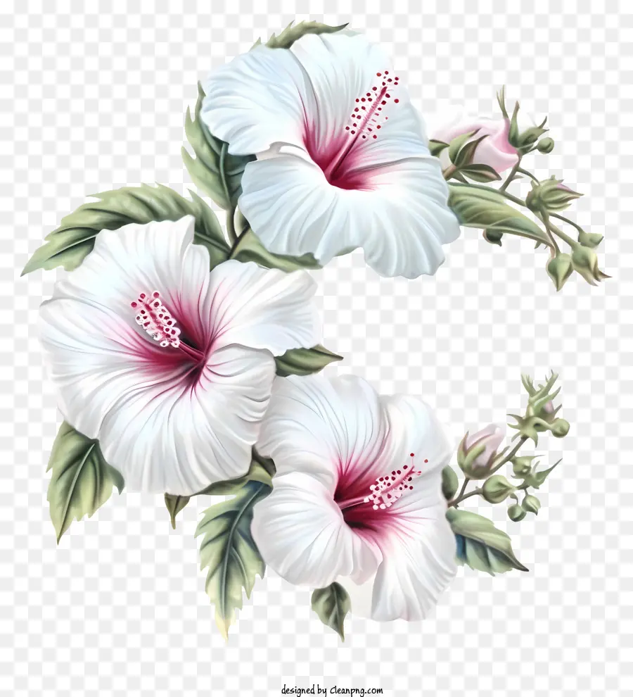 Kartun Rose Of Sharon，Bunga Kembang Sepatu Putih PNG