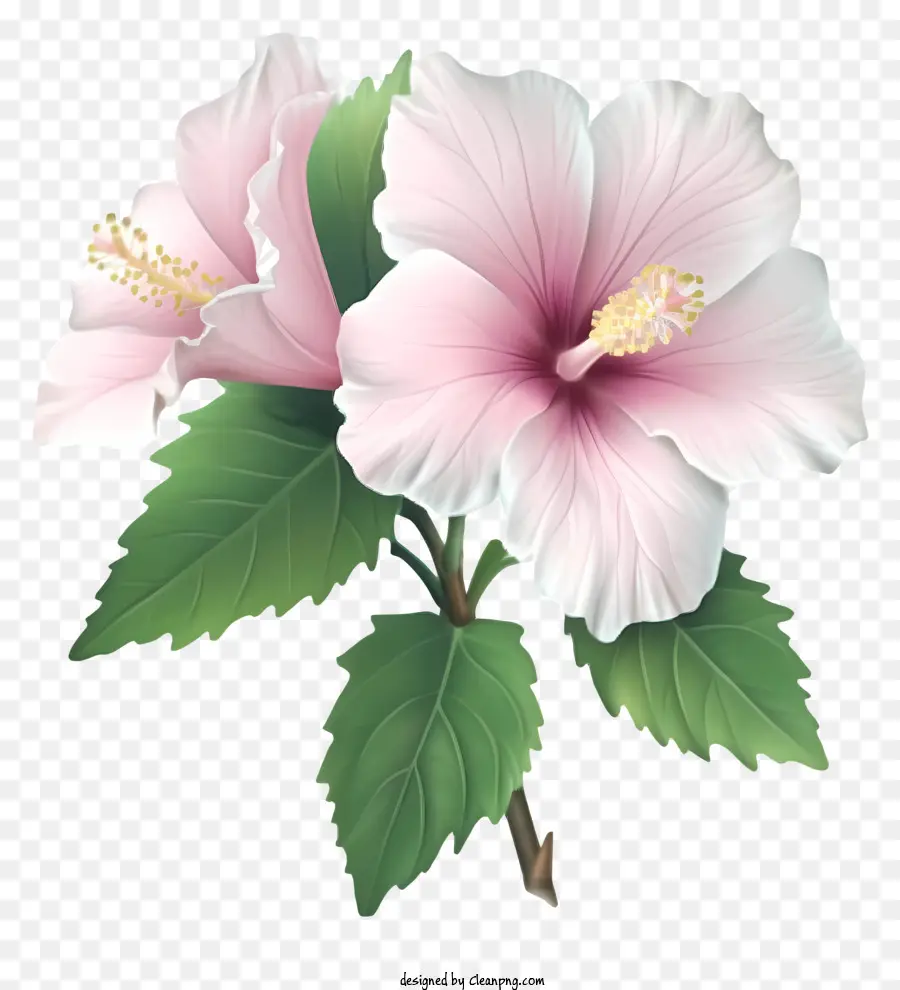 Mawar Realistis Sharon，Bunga Hibiscus Pink PNG
