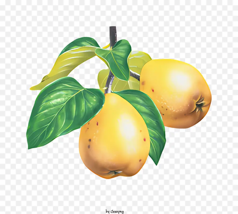 Buah，Buah Quince PNG