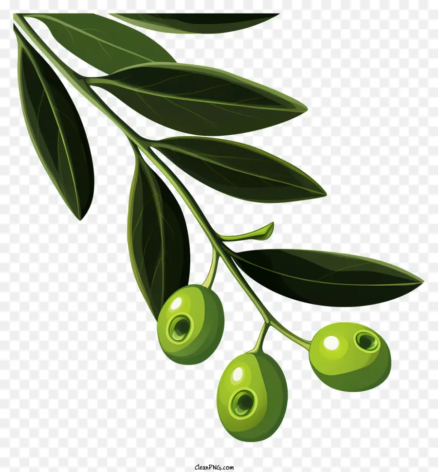 Cabang Zaitun Datar，Olive Branch PNG