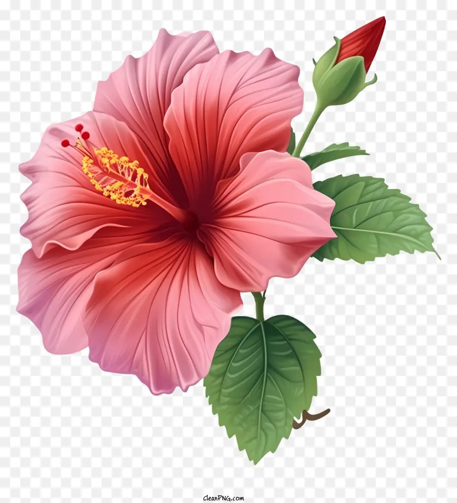 Rose Flat Sharon，Bunga Hibiscus Pink PNG