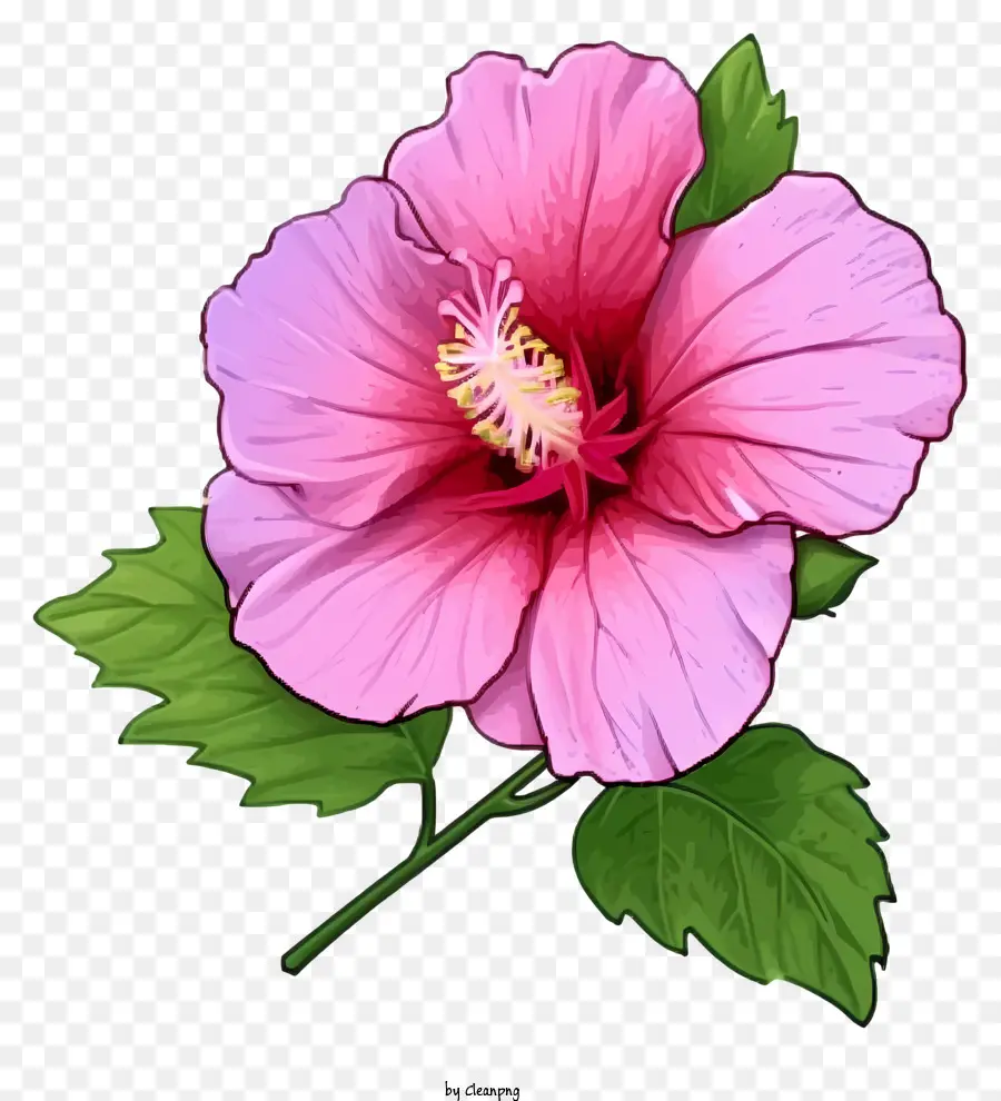 Kartun Rose Of Sharon，Bunga Hibiscus Pink PNG