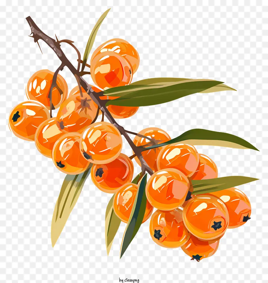 Minyak Seabuckthorn，Buah Jeruk PNG