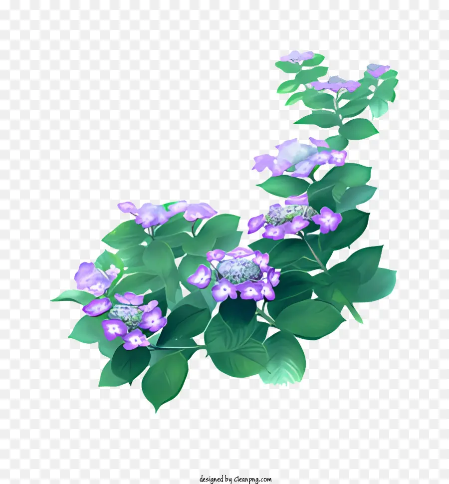 Bunga，Bunga Lavender PNG