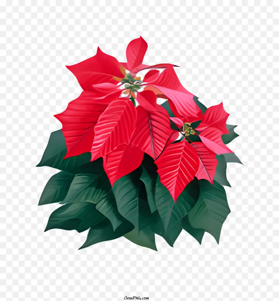 Bunga，Poinsettia PNG