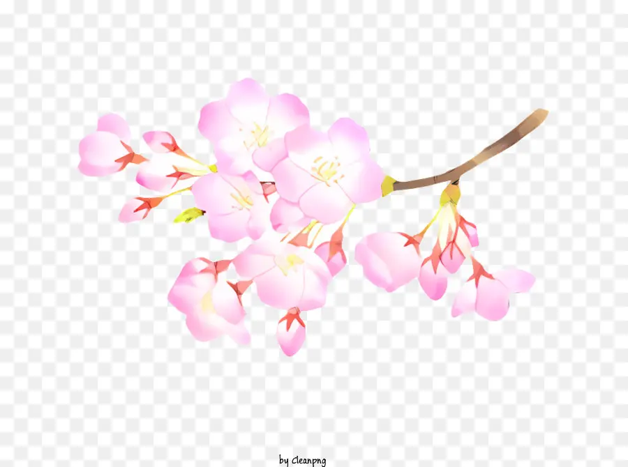 Musim Semi，Sakura PNG